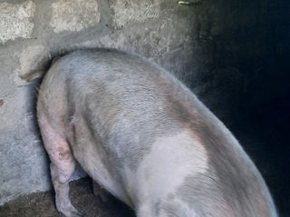 Porc 130kg 46 lei kg foto 2