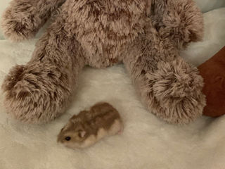 Hamsteri foto 2