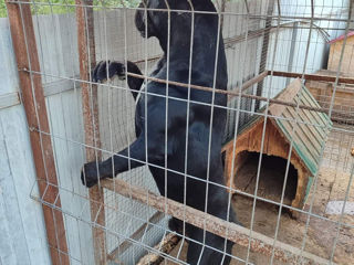 Cane corso foto 3