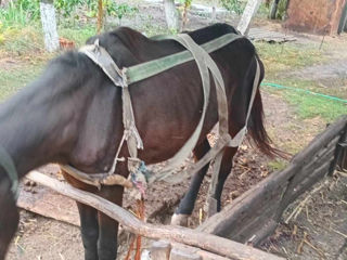 Vind Eapă tinerică are două fătări foto 1