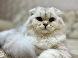 Motănei Scottish Fold foto 7