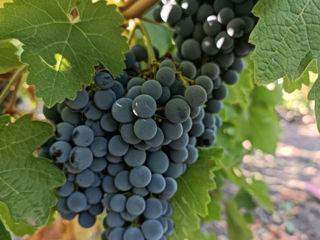 Poama cabernet sauvignon foto 2