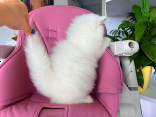 Котята от белого скоттиш фолда с голубыми глазами ! Чудо ангелочки! Продам дорого ! фото 5
