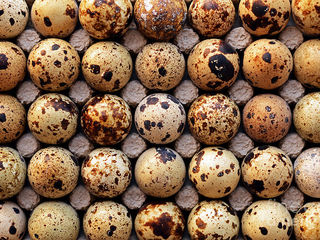Oua de prepelite pentru incubator rasa tihass broiler phoenix 13-15g foto 1