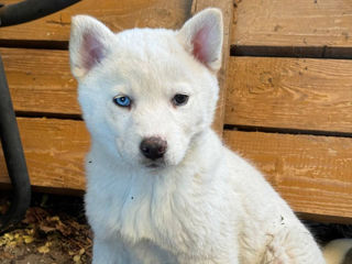 Husky Albinos foto 2