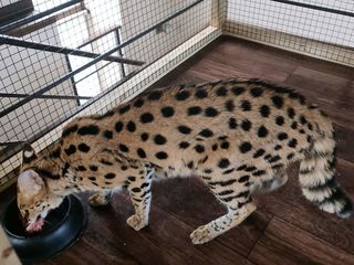 Serval foto 3