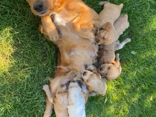 Vând cățeluși de rasă  Cocker Spaniel englez. foto 1