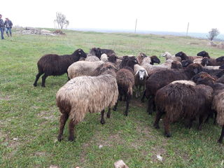 Cumpar oi cirlani berbeci capre iezi si tapi la cel mai bun pret  ! transport gratis ! foto 1