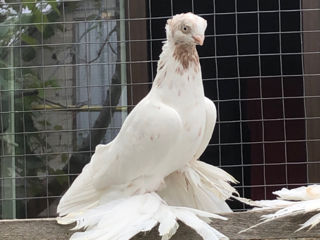 Porumbei