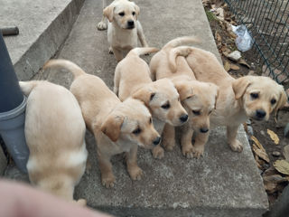 Labrador retriever, deparazitat, vaccinat. Prețul este simbolic!!!