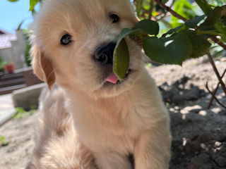 Golden Retriver/Золотистый ретривер Transport Europa foto 3