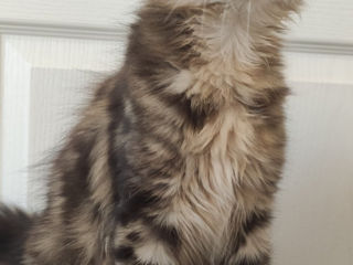 Main Coon foto 6