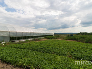 Se vinde seră cu suprafața terenului 3.42 ha, în com. Bălăbănești! foto 10