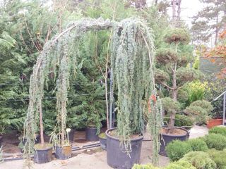 Лейландия купрессоципарис Лейланда кипарисовик cupressocyparis leylandii pon pon thuja foto 6