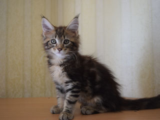 Main Coon fete si băieți foto 2