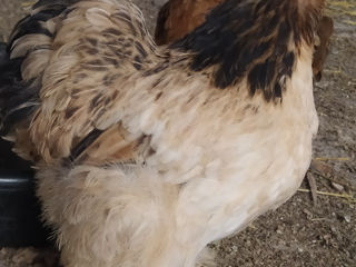 Карликовый Кохинхин яицо, цыплята foto 4