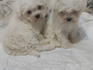 Щенки мальтийской болонки мини (bichon maltese) foto 4