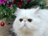 Красивый персидский кот(американские крови) приглашает девочку на вязку! foto 1