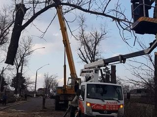 Doborari , Taieri , Defrisare - copaci arbori pomi crengi lemn drujba foto 8