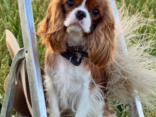 Кавалер чарльз кинг спаниель Cavalier King Charles Spaniel foto 0