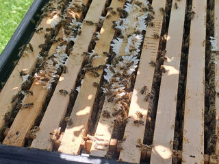 Пчелосемьи и отводки. foto 3