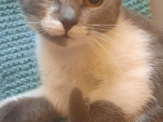 Pisicuța spre adoptie/ Кошечка к присиройству foto 2