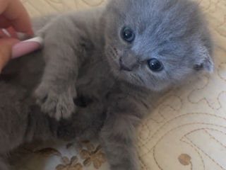 Vând pisicuțe Scottish Fold rasa curată foto 1