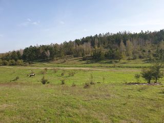 40 соток. Вдоль леса под строительство недалеко от Донченского озера. foto 7