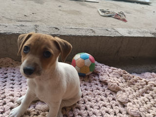 Jack Russel terrier foto 3