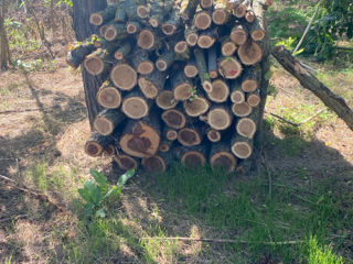 Vind lemn de foc specii tari stejar salcim în amestec foto 5