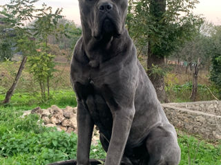 Cane corso Montă,Femelă foto 2