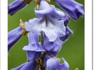 paulownia tomentosa foto 1