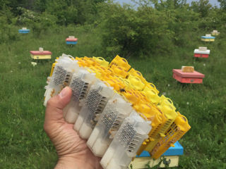Roiuri, familii de albine cu matcă rasa Carpatică foto 3