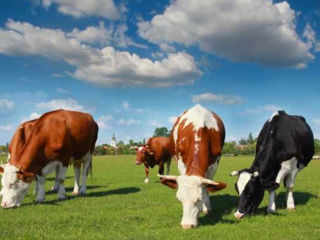 Abatorul "nixtal-com" cumparam (buhai, junici și vaci). transport gratuit de la 4 animale! foto 2
