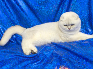 Scottish fold foto 10