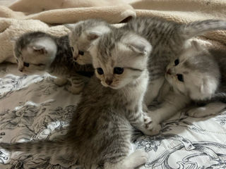 Scottish Fold&Straight foto 1