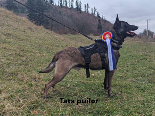 Belgian Malinois de vinzare foto 2