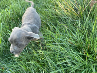 Cane Corso 2,5 luni foto 5