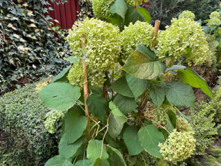 Hortensia Anabelle foto 1