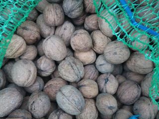 Продам очень срочно орехи в скорлупе, цена 10 лей чтобы отдать foto 2