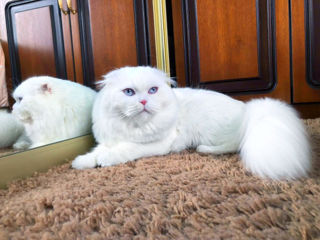 Împerechere cu motan de elită! Scottish fold white, W61. foto 5