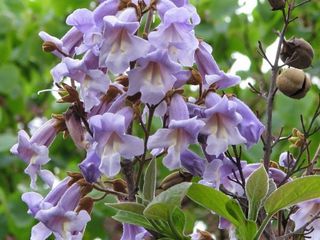 Puieti Paulownia. Саженцы Павловнии. Copacul minune. foto 5