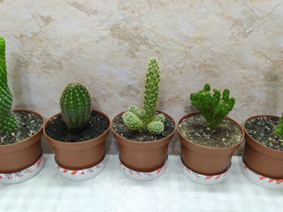 Cactus.Livrare. / Кактус. Доставка. foto 7