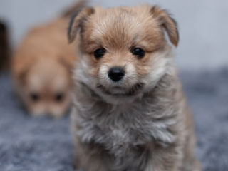 Cățeluși de vânzare! Pomeranian Spitz + Yorkshire Terrier