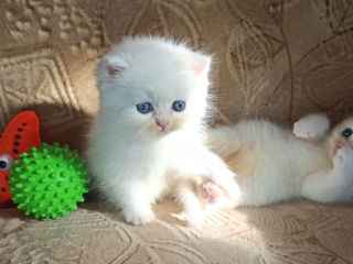 Baet Rasa pura Brittish Shorthair ALB Gold. foto 2