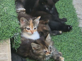 6 маленьких котят