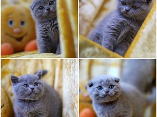 Monta, cu motan de rasa scottish fold! foto 8