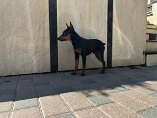 Zwergpinscher foto 2