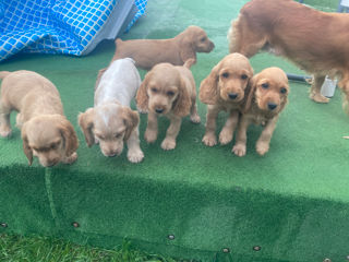 Vând cățeluși de rasă  Cocker Spaniel englez. foto 7