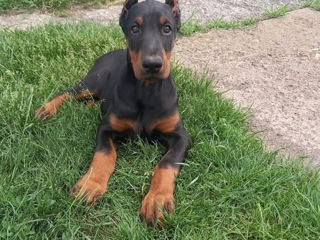 Caţei rasa pura Doberman